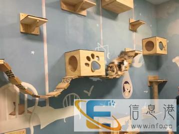 猫专科医院德众联合动物医院 猫专科医院德众联合动物医院