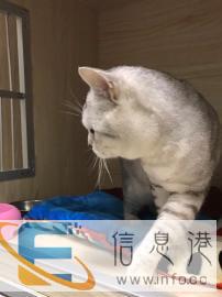 猫专科医院德众联合动物医院 猫专科医院德众联合动物医院