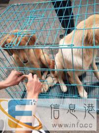 湖北宜昌至全国宠物托运火车汽车空运市内接送