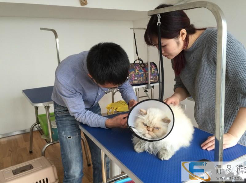 阳泉摩登宠物美容师培训学校开始面向全国招生了