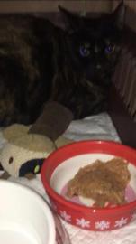 宠爽游宠物保姆专车托运上门接送专人照看宠到付