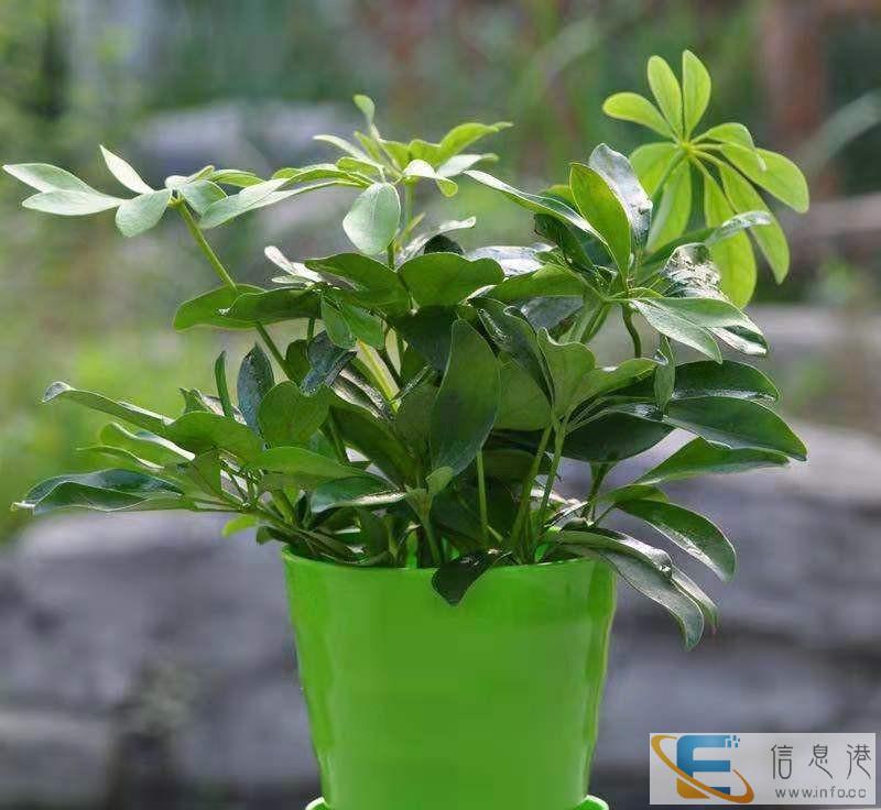 宠物火化狗狗猫猫遗体无害化处理