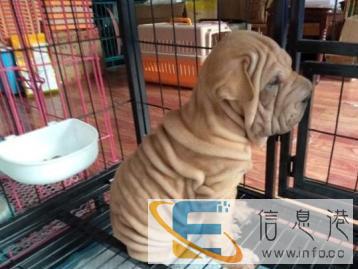 宠物托运价格100