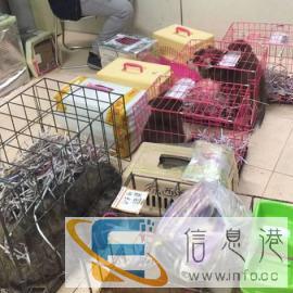 宠物托运为您的爱宠保驾护航