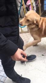 宠爽游宠物保姆专车专人照看服务区遛宠直达家门