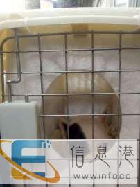 四川到全国宠物托运空运汽运代办手续