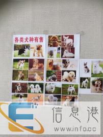 宠物训练包教包会，不会退钱