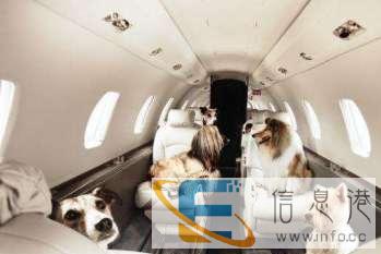 宠物托运，长旺，专业