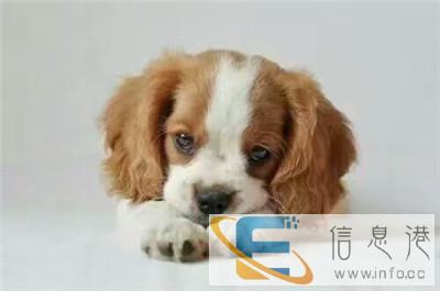 石狮宠物托运本地托运服务精准计算收费晋喜宠物活体托运公司