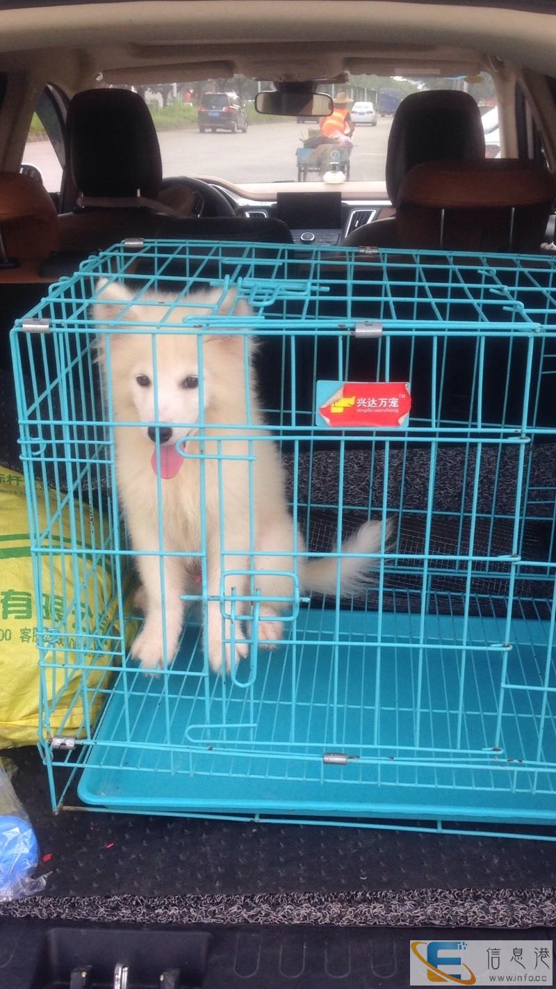 广州哪里有宠物托运