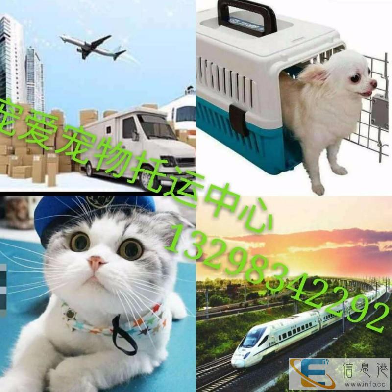 郑州宠物快递服务免费接宠
