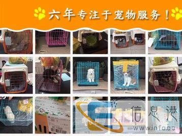 永州宠物托运上门接宠全国往返专业安全保障