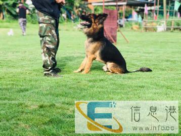 中山伊甸护卫训犬基地：宠物训练，寄养，长期招收学员