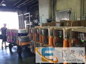 珠海市皇家宠物托运 全国,港澳台,国外