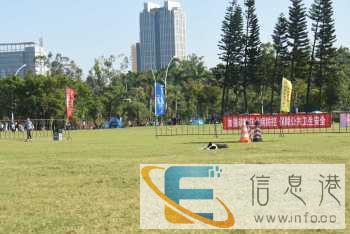 珠海专业宠物训练上门训练狗狗各种狗狗行为纠正