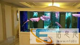 清洗鱼缸清洗维护，水质调理，定价标准清晰包月更优惠