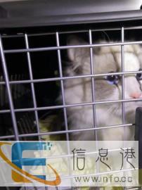 宠立达宠物托运，汽车，火车，空运，随机，运输保险