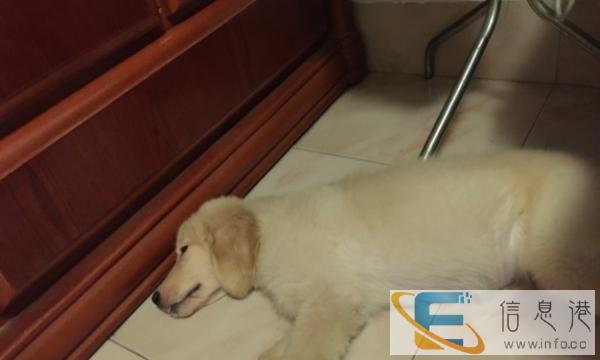 维缘家庭式宠物寄养