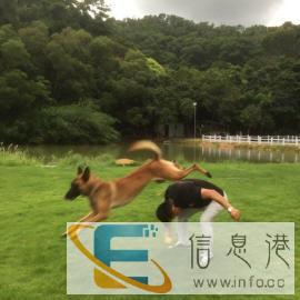 狗狗行为纠正，宠物训练，寄养，节假日不涨价