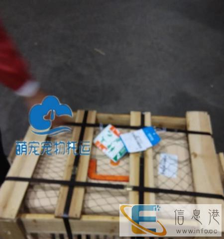 代办宠物托运 宠物航空托运火车托运