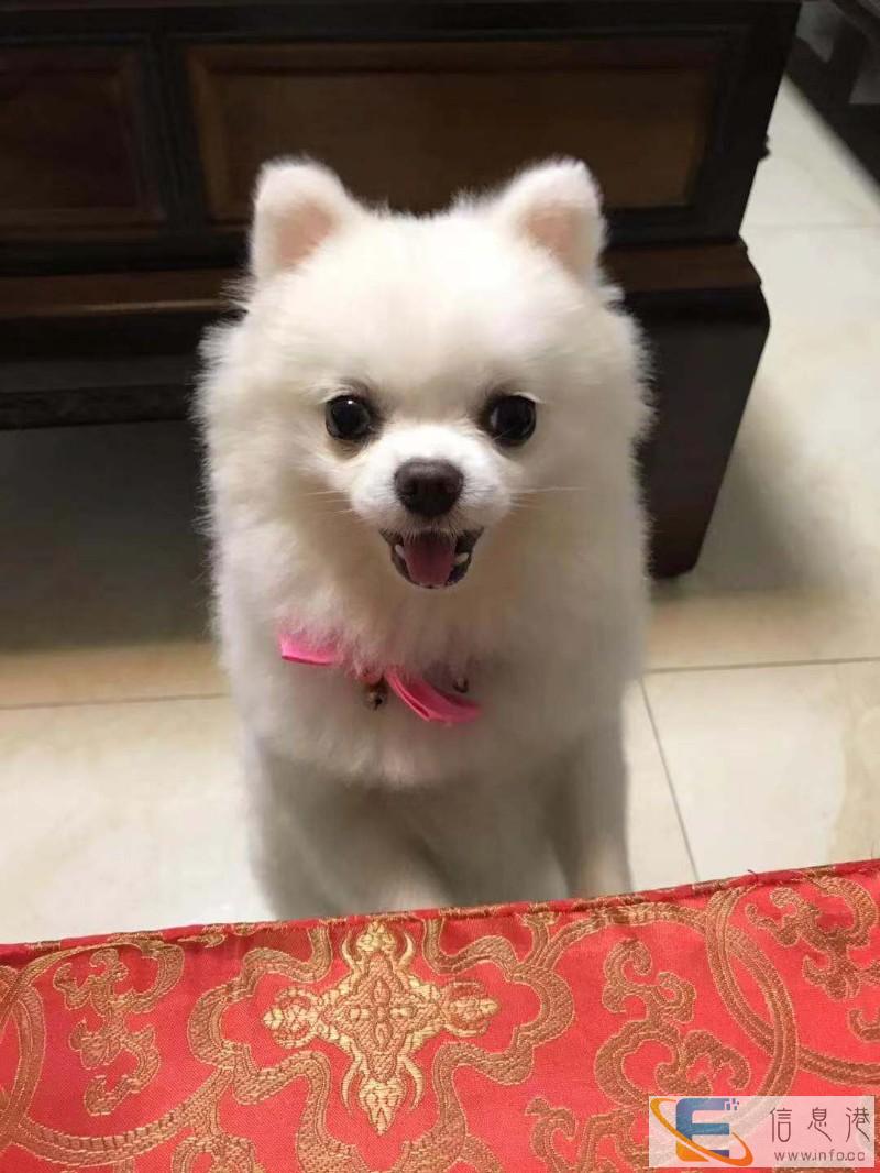 湛江市霞山区海景小区酬谢三千元寻找白色博美