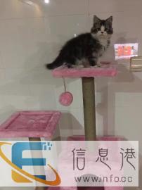 家庭寄养动物旅馆