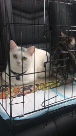 萌宠宠物托运公司