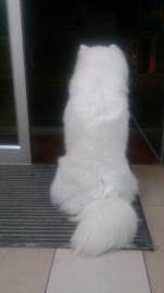 萨摩耶种公借配 带血统