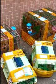 航宇活体宠物托运公司