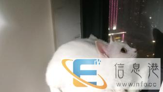 上门喂养陪玩你家主子