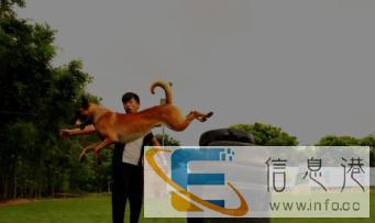 宠物训练，可上门接送，您爱宠的贴心管家