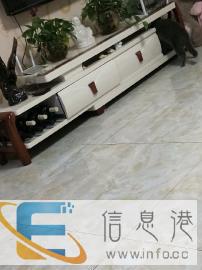 猫咪家庭寄养可找我