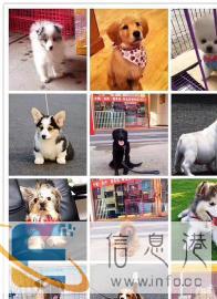甘肃张掖专业宠物托运-福安来