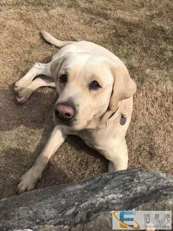 资阳市雁江区春天桥重金寻找拉布拉多