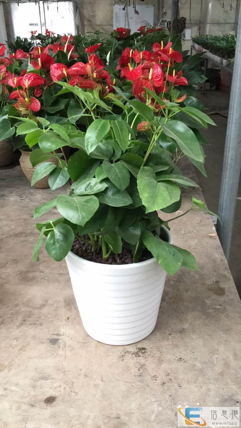 宠物火化,狗狗猫猫遗体无害化处理