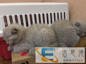 家庭寄养 非笼养 上门喂养，长期有效