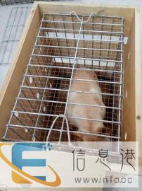 宠物猫狗托运专人照顾专用笼具多元化模式