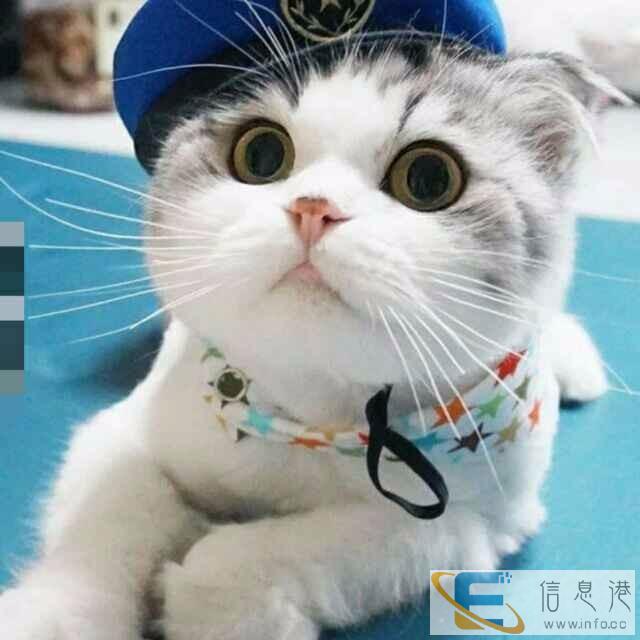 宠物快递郑州到全国各省市